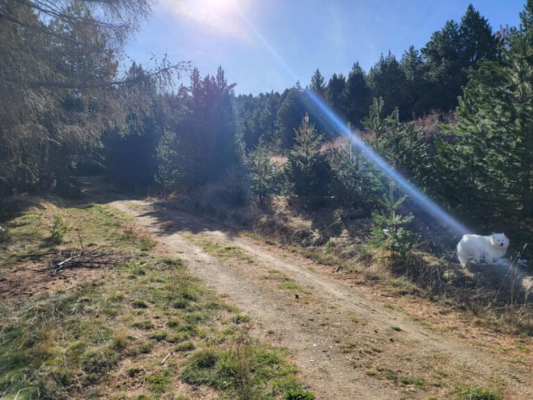 Arribem a la pista, tombem a l'esquerra i amunt