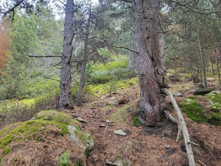 Arbre amb una branca caiguda. Passem pel costat