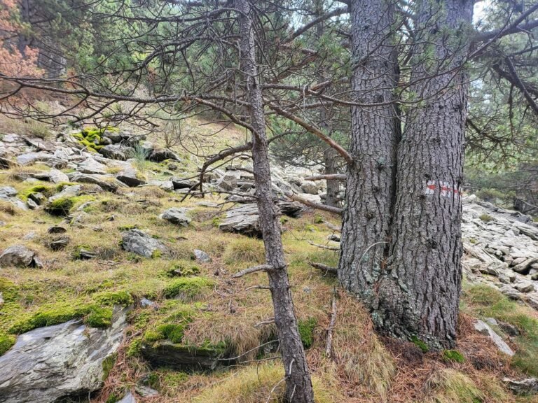 Arbre amb una fletxa vermella