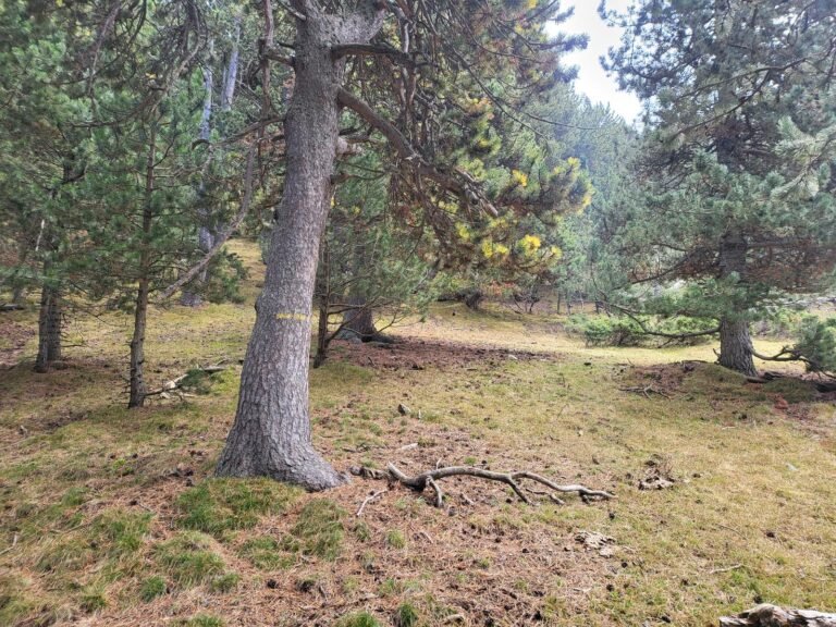 Arbre que indica el camí amb un senyal groc