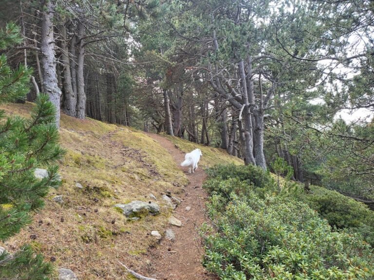 Deixem el refugi enrere i seguim el camí de la dreta