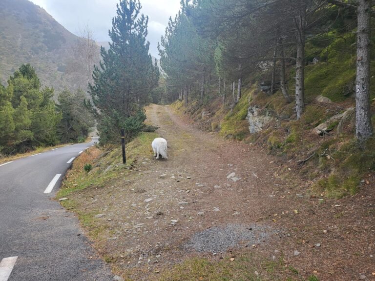 Ens desviem a la dreta i prenem la pista forestal