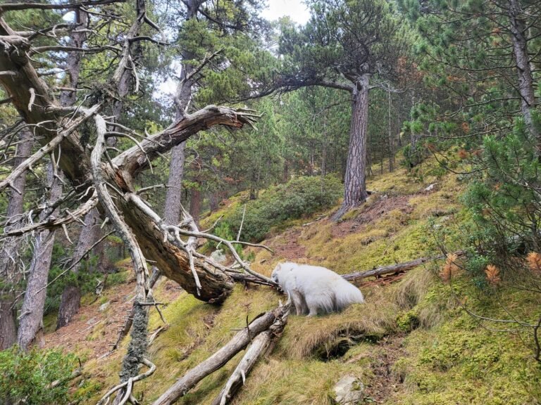 Passem pel costat d'un altre arbre sec. El camí té bastant desnivell