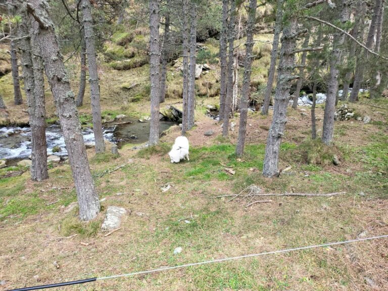 Passem per sobre d'un petit pont per travessar el riu. Atenció amb els bailets