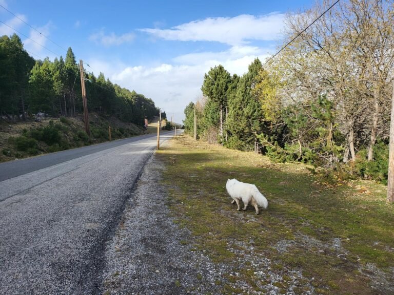 Seguim carretera avall