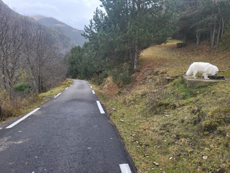 Seguim recte baixant per la carretera